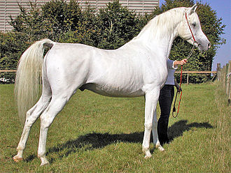 Arab Stallions